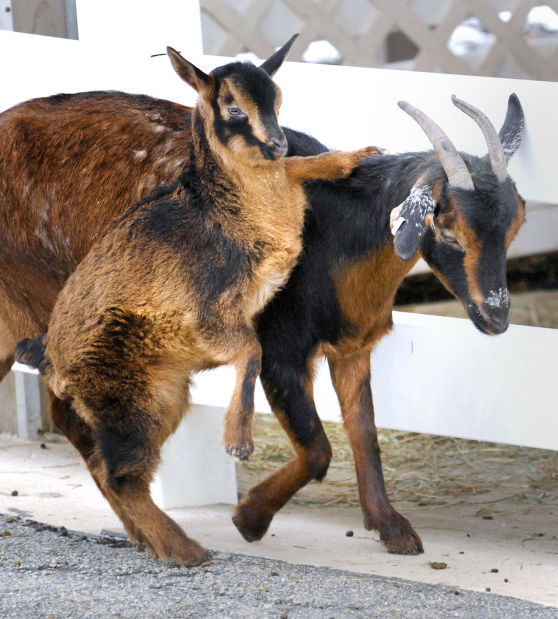 New at the zoo